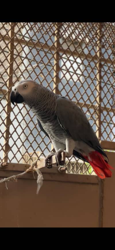 African Grey Tame +Talking