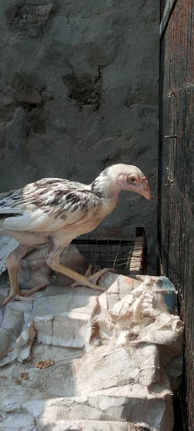 2 aseel chicks 3 molted bentum