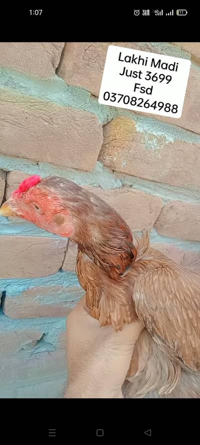 Aseel jawa|lasani murgi|Bengum wuth2 Bengum chicks|lakhi murgi