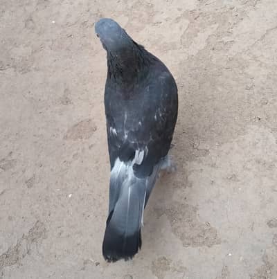 Fancy pigeon