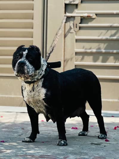 American bully female