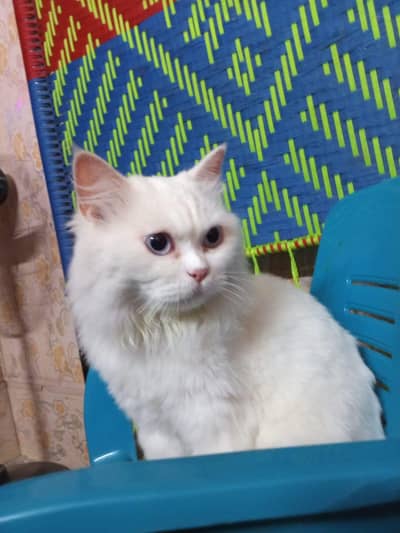 Persian cat