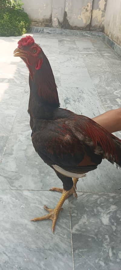aseel pathe