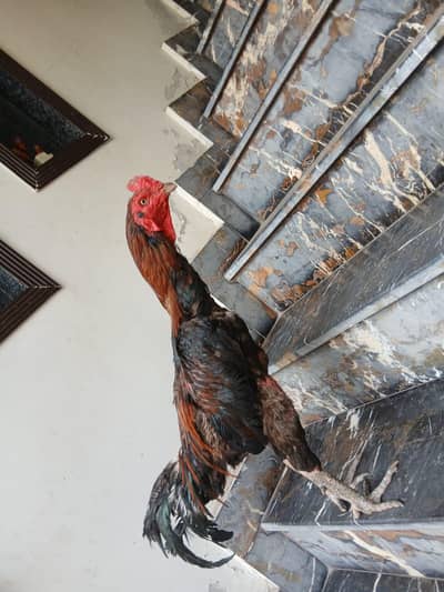 Pakoya Burmi aseel for sale in low price