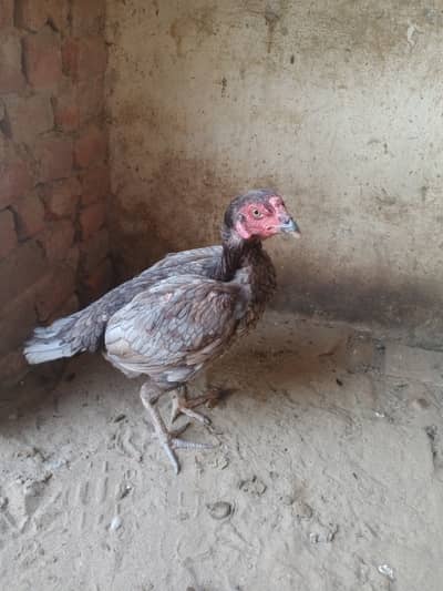 Aseel Hen For Sale