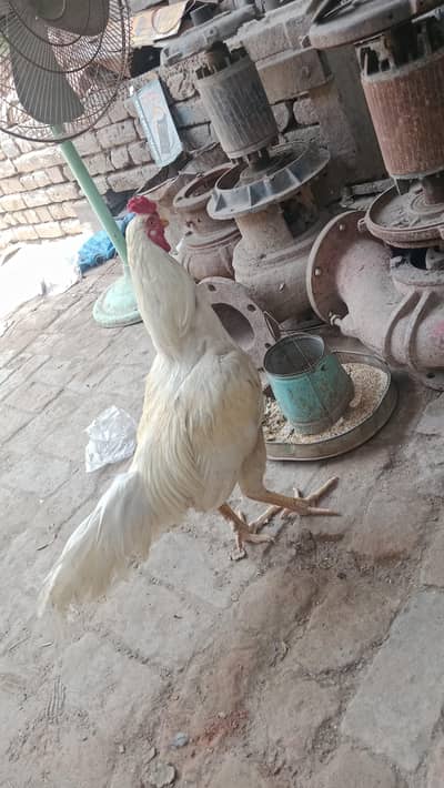 white aseel