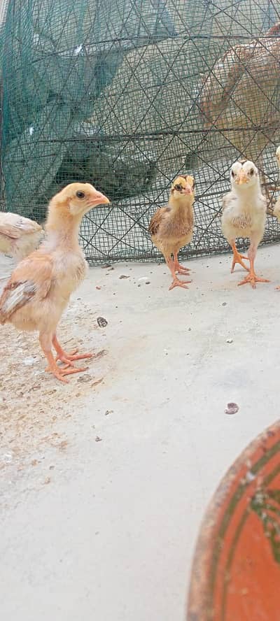 Aseel phuliyaa murgi with 8 chicks