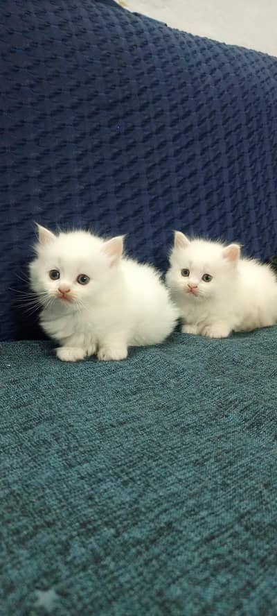 kitten for sale
