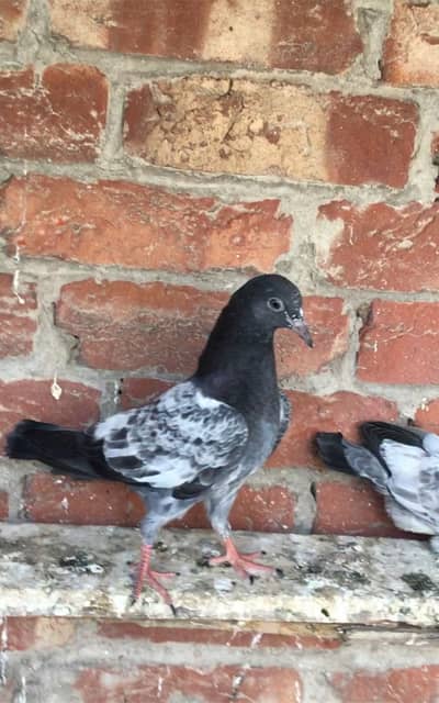 qasad baby pigeon mill jai ja