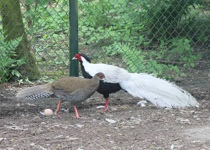 Chicks For sale