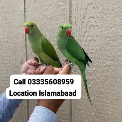 Single 5,500 Hand Tamed Friendly Green Ring Neck Parrots Male/Female