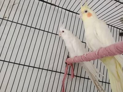 healthy active pair confirm breeder pair