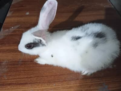 This is very good quality of rabbit