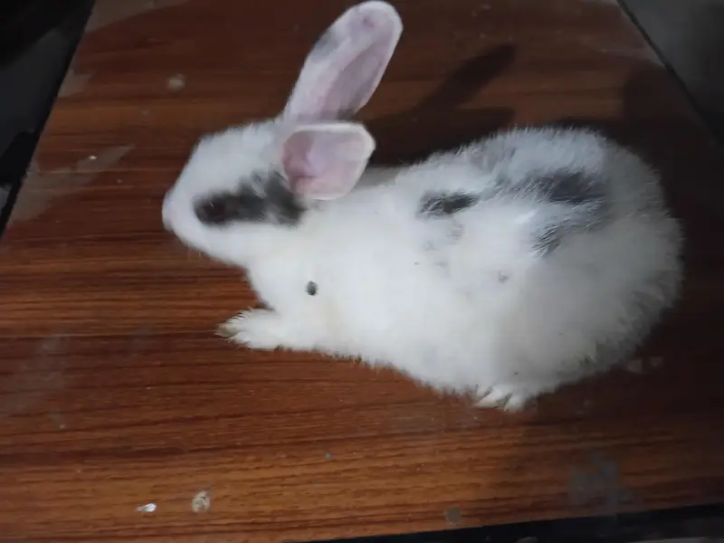 This is very good quality of rabbit — photo 2