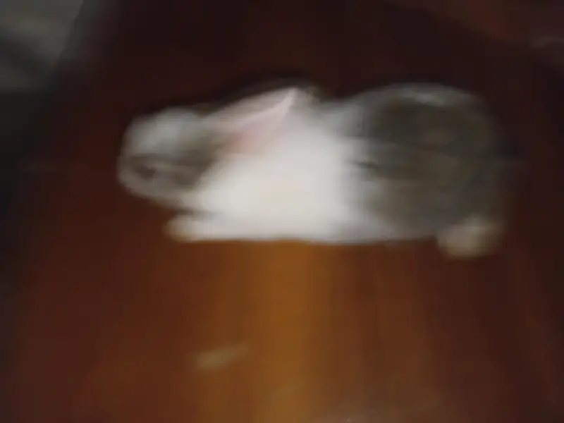 This is very good quality of rabbit — photo 3