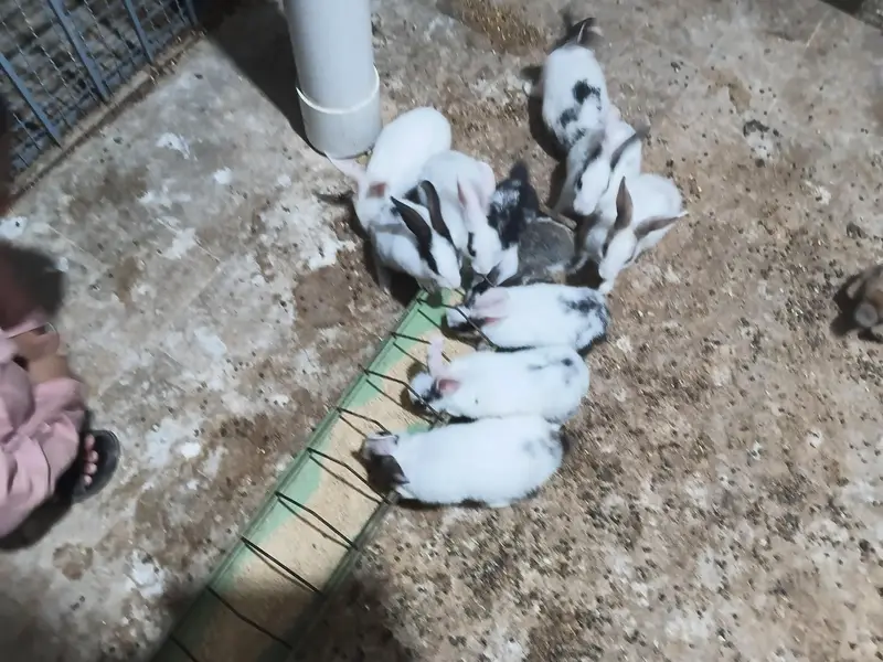 This is very good quality of rabbit — photo 4