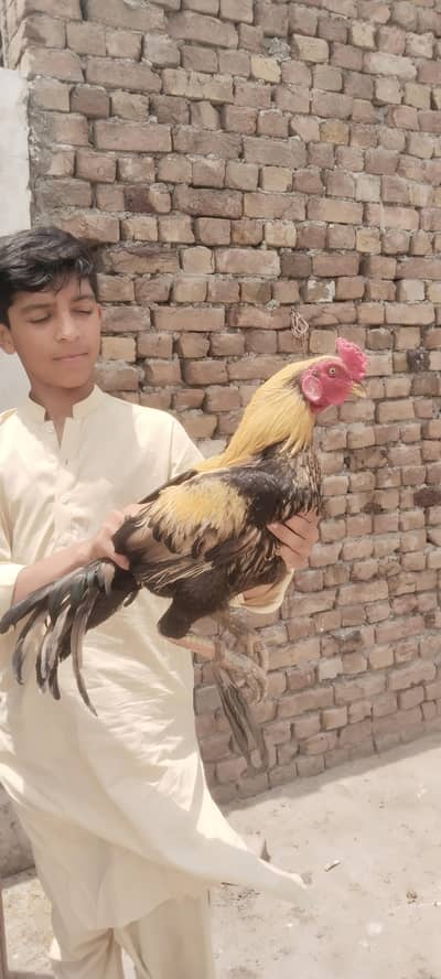 aseel jaww double body