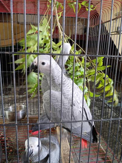 AFRICAN GREY PARROTS CONGO SIZE
