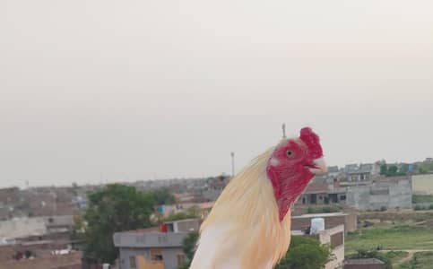 High quality heera male03435635876