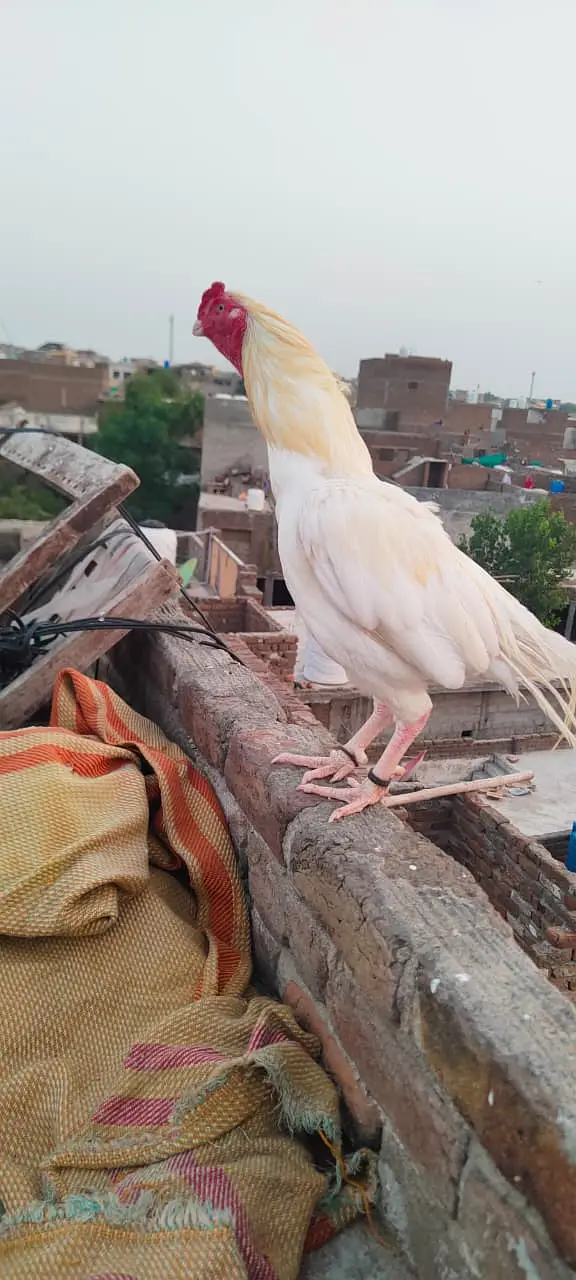 High quality heera male03435635876 — photo 2