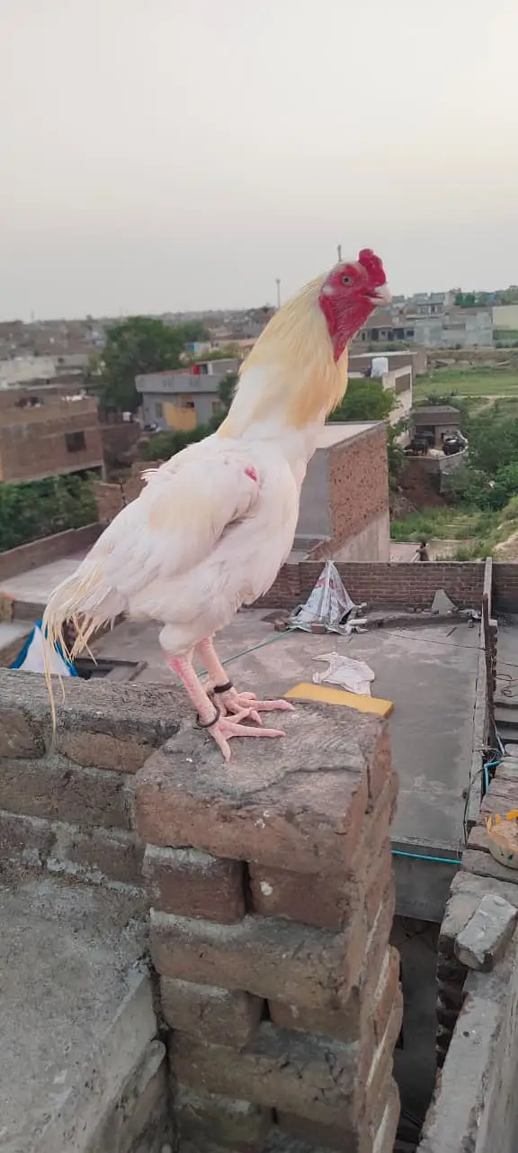High quality heera male03435635876 — photo 3
