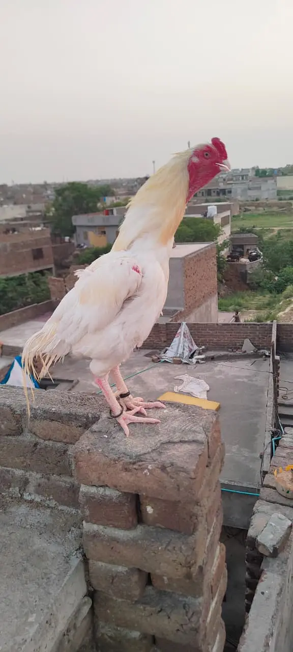 High quality heera male03435635876 — photo 4
