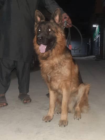 GSD Pink Pedigree For sale