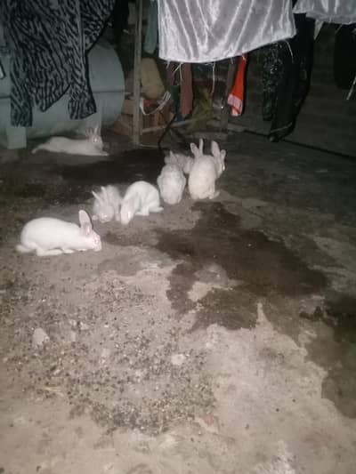 red eyes rabbit full white