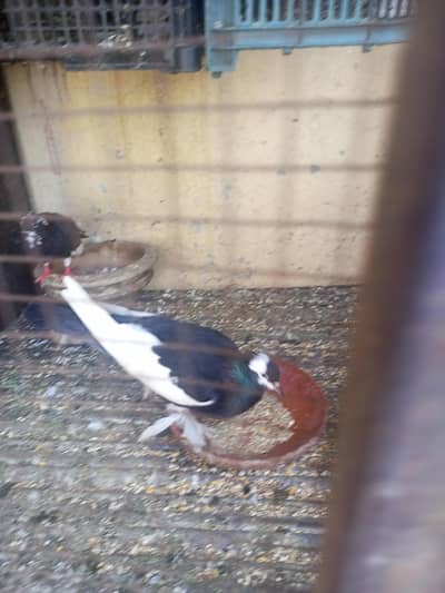 Magpie And Sherazi Peigons