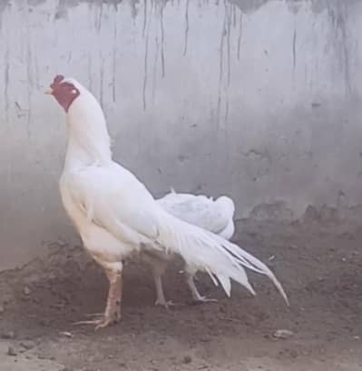 white Aseel strong