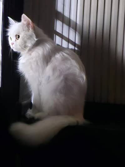 Persian cat