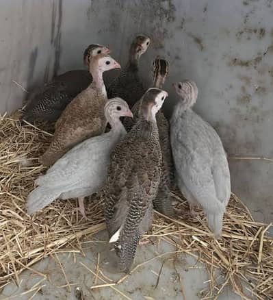 Guinea fowl chick Chakor k bachay