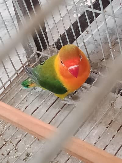 love bird for sale