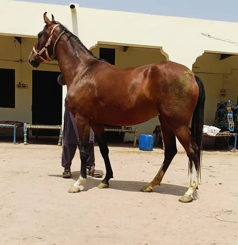 brand pregnet dawak wacheri hight 62 — photo 2