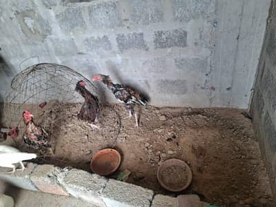 2 pairs aseal murgi