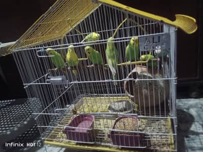 Australia parrot 8 (breader) with cage
