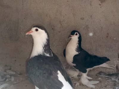 Pure Black Sherazi Pegions Pair (Urgent For Sale)