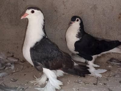 Pure Black Sherazi Pegions Pair (Urgent For Sale)