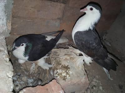 Pure Black Sherazi Pegions Pair (Urgent For Sale)