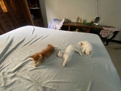 Kittens Available For Sale Persian kittens
