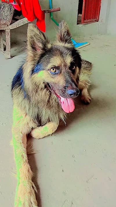 German Dog For Sale