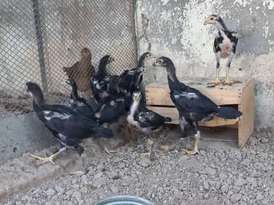 Black Aseel Shamo Chicks