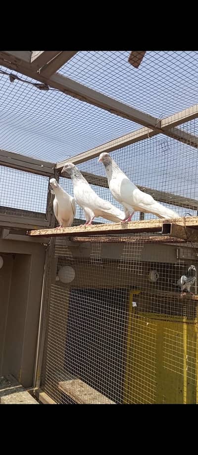 white golden males for sale