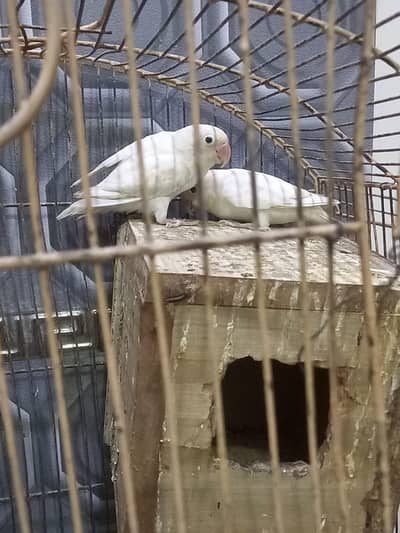 white albino love birds pair