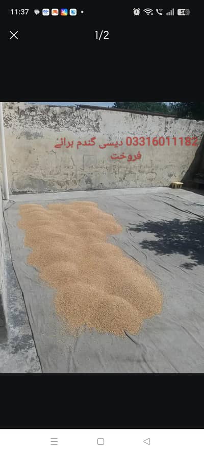 دیسی گندم ہمارے پاس دستیاب ہے