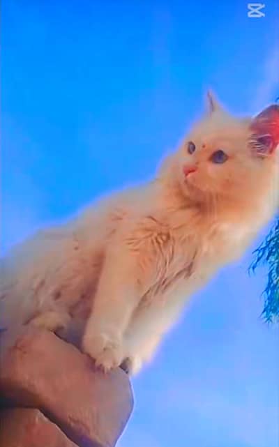 Playful cat