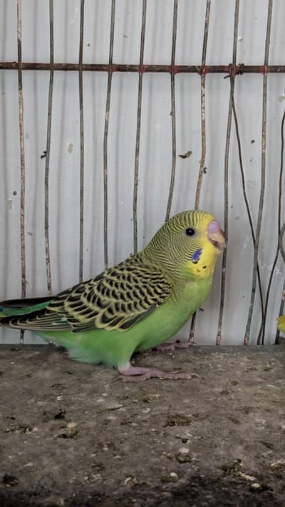 Bugies parrot
