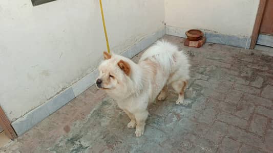 Chow Chow Puppy | Chow Chow Female Dog | Toy Breed Pupps For Sale