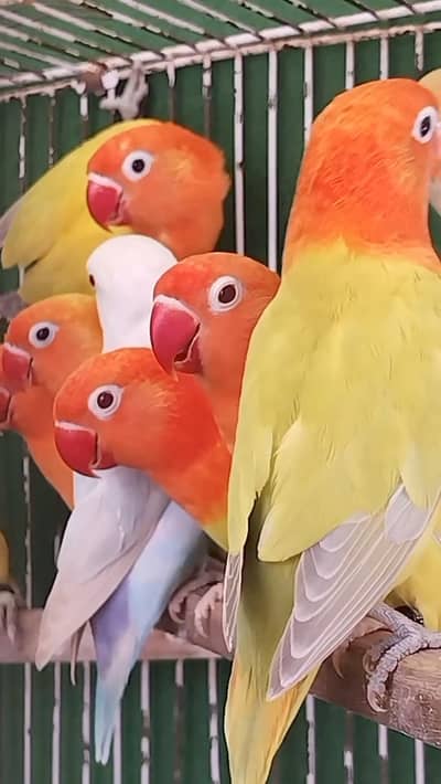 Beautiful Love Birds Pair & Colony | Healthy & Active Birds