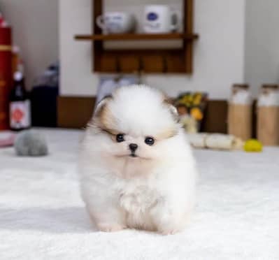 Pomeranian puppies 92@344*6933*885